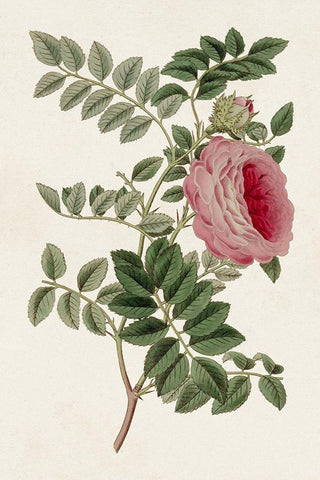 Pink Floral Mix I Black Ornate Wood Framed Art Print with Double Matting by Ridgeway