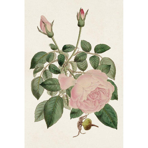 Pink Floral Mix II Gold Ornate Wood Framed Art Print with Double Matting by Ridgeway