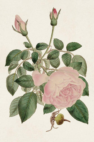 Pink Floral Mix II White Modern Wood Framed Art Print with Double Matting by Ridgeway