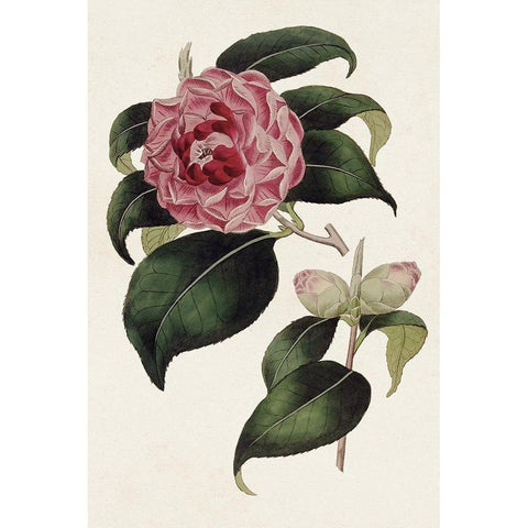 Pink Floral Mix III Gold Ornate Wood Framed Art Print with Double Matting by Ridgeway