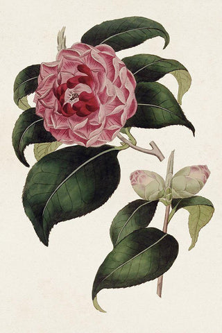 Pink Floral Mix III Black Ornate Wood Framed Art Print with Double Matting by Ridgeway