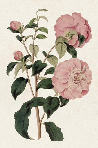 Pink Floral Mix IV Black Ornate Wood Framed Art Print with Double Matting by Ridgeway