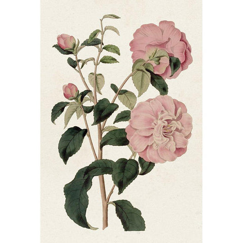 Pink Floral Mix IV Gold Ornate Wood Framed Art Print with Double Matting by Ridgeway