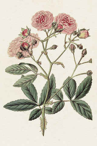 Pink Floral Mix V Black Ornate Wood Framed Art Print with Double Matting by Ridgeway