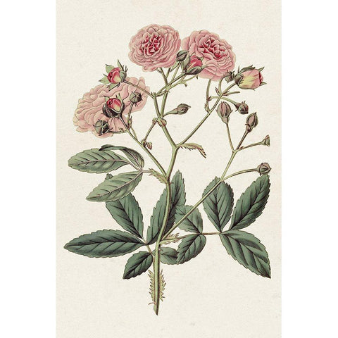 Pink Floral Mix V Black Modern Wood Framed Art Print with Double Matting by Ridgeway