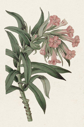 Pink Floral Mix VI Black Ornate Wood Framed Art Print with Double Matting by Ridgeway