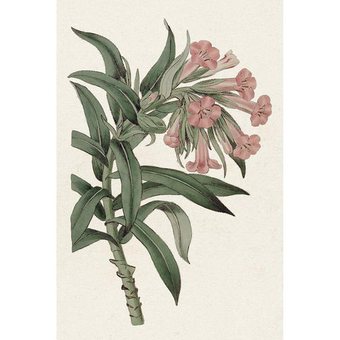 Pink Floral Mix VI Black Modern Wood Framed Art Print with Double Matting by Ridgeway