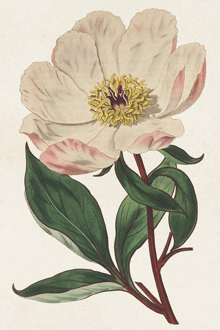 Pink Floral Mix VII White Modern Wood Framed Art Print with Double Matting by Ridgeway