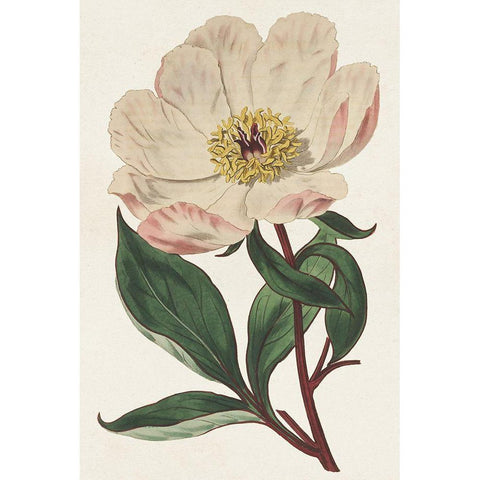 Pink Floral Mix VII Gold Ornate Wood Framed Art Print with Double Matting by Ridgeway