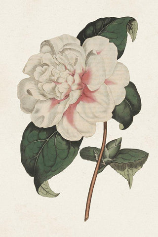 Pink Floral Mix VIII Black Ornate Wood Framed Art Print with Double Matting by Ridgeway