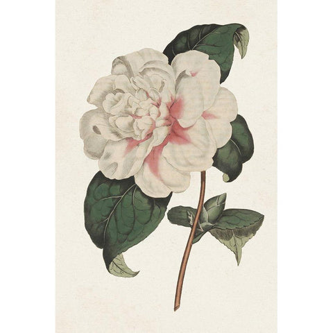 Pink Floral Mix VIII White Modern Wood Framed Art Print by Ridgeway