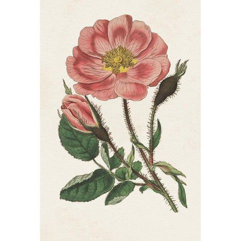 Pink Floral Mix IX Black Modern Wood Framed Art Print with Double Matting by Ridgeway