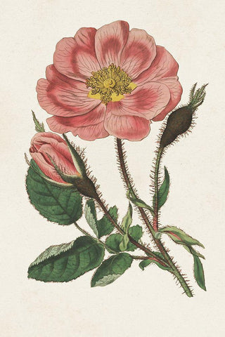 Pink Floral Mix IX Black Ornate Wood Framed Art Print with Double Matting by Ridgeway