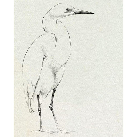 Erect Egret I Black Modern Wood Framed Art Print by Caroline, Emma