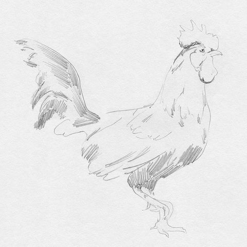 Big Rooster Sketch I White Modern Wood Framed Art Print with Double Matting by Green, Jacob