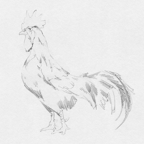 Big Rooster Sketch II Black Modern Wood Framed Art Print with Double Matting by Green, Jacob