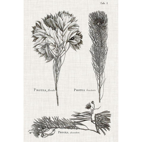 Black And White Protea on Linen I Black Modern Wood Framed Art Print with Double Matting by Vision Studio