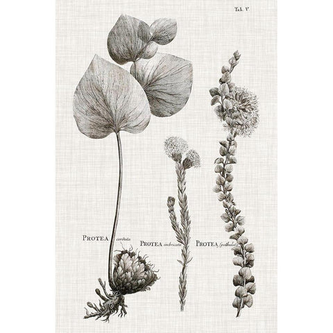 Black And White Protea on Linen II Black Modern Wood Framed Art Print with Double Matting by Vision Studio