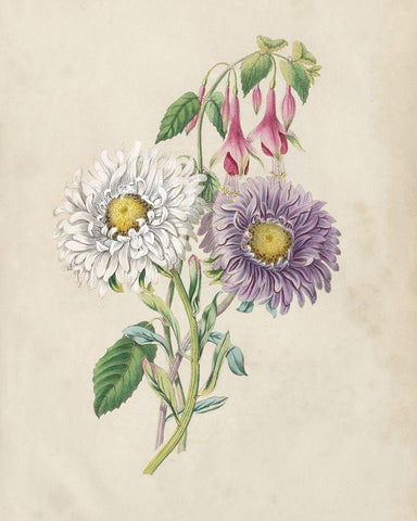 Antique Garden Bouquet III Black Ornate Wood Framed Art Print with Double Matting by Vision Studio