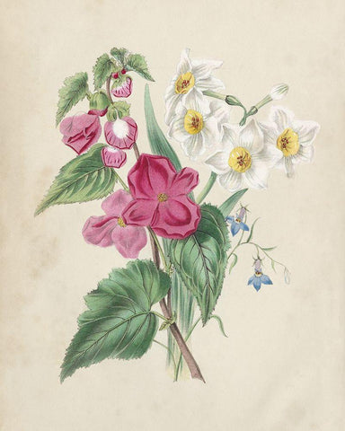 Antique Garden Bouquet IV White Modern Wood Framed Art Print with Double Matting by Vision Studio