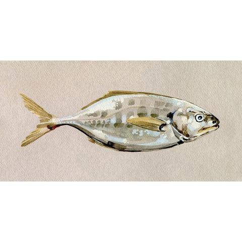 Fresh Fish Study I Black Modern Wood Framed Art Print with Double Matting by Caroline, Emma