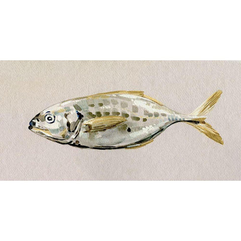 Fresh Fish Study II White Modern Wood Framed Art Print by Caroline, Emma