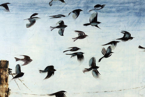 Sparrows White Modern Wood Framed Art Print with Double Matting by Taylor, Kari