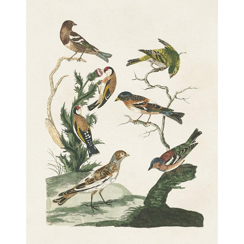 Antique Birds in Nature I Black Modern Wood Framed Art Print with Double Matting by Vision Studio