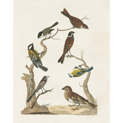 Antique Birds in Nature II White Modern Wood Framed Art Print by Vision Studio