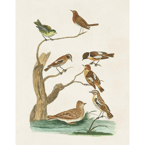 Antique Birds in Nature III White Modern Wood Framed Art Print by Vision Studio