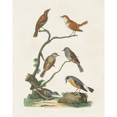 Antique Birds in Nature IV Black Modern Wood Framed Art Print by Vision Studio