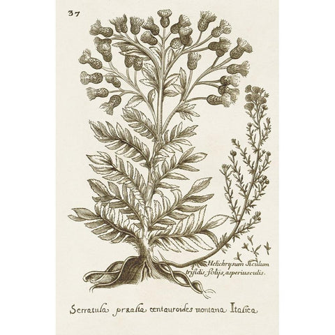 Sepia Botanical Journal I Gold Ornate Wood Framed Art Print with Double Matting by Vision Studio