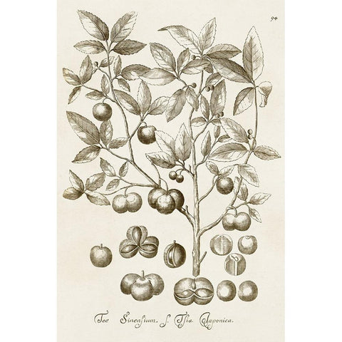 Sepia Botanical Journal II Black Modern Wood Framed Art Print with Double Matting by Vision Studio