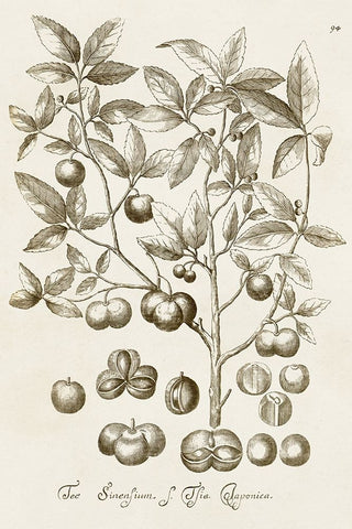 Sepia Botanical Journal II Black Ornate Wood Framed Art Print with Double Matting by Vision Studio