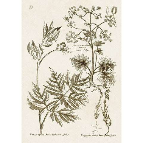 Sepia Botanical Journal III Gold Ornate Wood Framed Art Print with Double Matting by Vision Studio