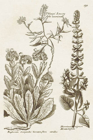 Sepia Botanical Journal IV White Modern Wood Framed Art Print with Double Matting by Vision Studio