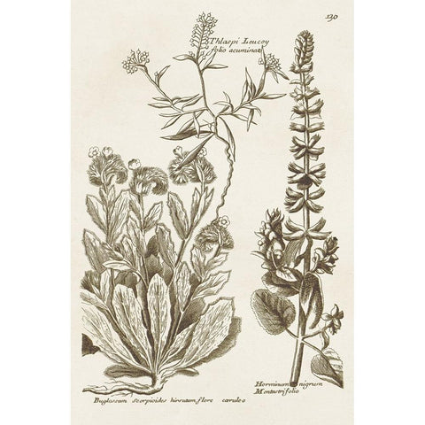 Sepia Botanical Journal IV Gold Ornate Wood Framed Art Print with Double Matting by Vision Studio