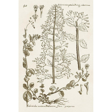 Sepia Botanical Journal V Gold Ornate Wood Framed Art Print with Double Matting by Vision Studio