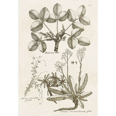 Sepia Botanical Journal VI White Modern Wood Framed Art Print by Vision Studio