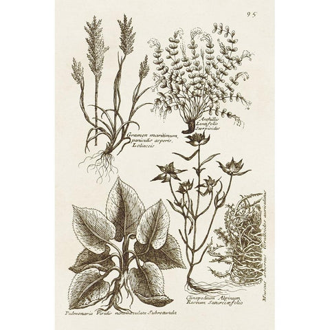 Sepia Botanical Journal VII White Modern Wood Framed Art Print by Vision Studio