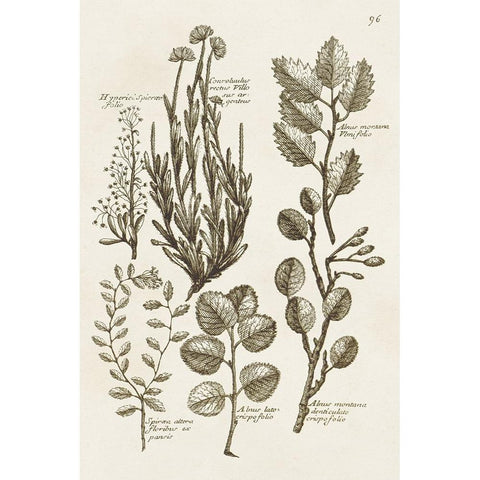 Sepia Botanical Journal VIII Black Modern Wood Framed Art Print by Vision Studio