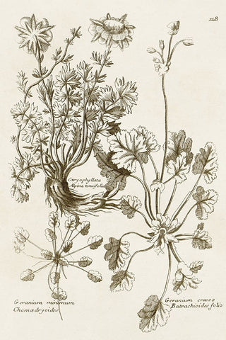 Sepia Botanical Journal IX White Modern Wood Framed Art Print with Double Matting by Vision Studio