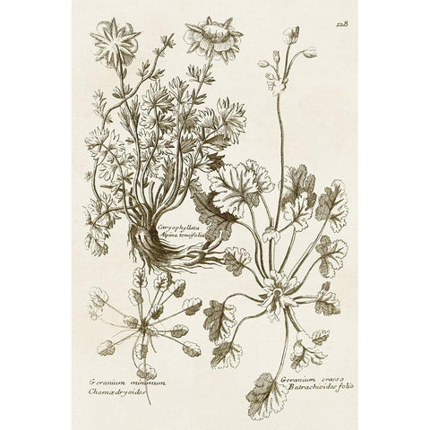 Sepia Botanical Journal IX Black Modern Wood Framed Art Print by Vision Studio