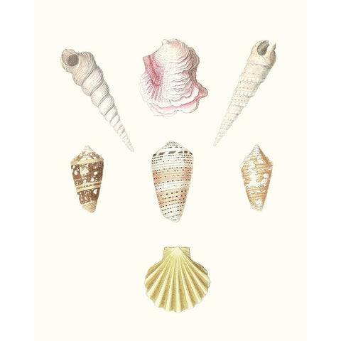 Pastel Knorr Shells I Black Modern Wood Framed Art Print with Double Matting by Knorr, G.W.