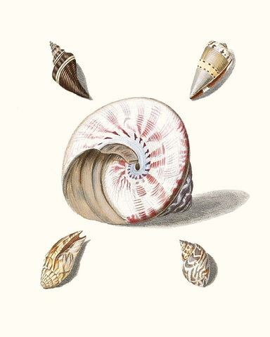 Pastel Knorr Shells II Black Ornate Wood Framed Art Print with Double Matting by Knorr, G.W.