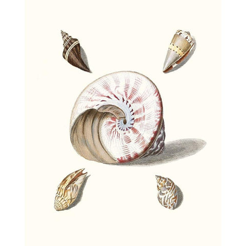 Pastel Knorr Shells II White Modern Wood Framed Art Print by Knorr, G.W.
