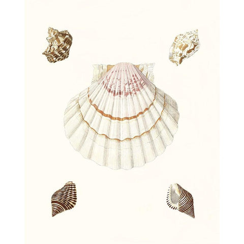 Pastel Knorr Shells IV Gold Ornate Wood Framed Art Print with Double Matting by Knorr, G.W.
