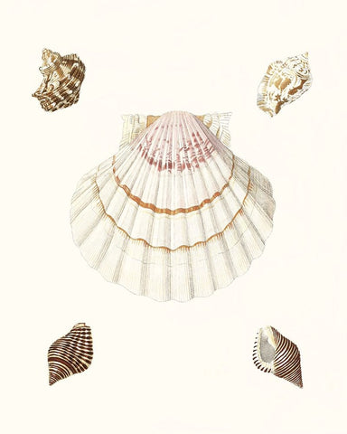 Pastel Knorr Shells IV Black Ornate Wood Framed Art Print with Double Matting by Knorr, G.W.