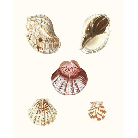 Pastel Knorr Shells V White Modern Wood Framed Art Print by Knorr, G.W.