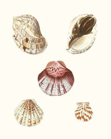 Pastel Knorr Shells V White Modern Wood Framed Art Print with Double Matting by Knorr, G.W.